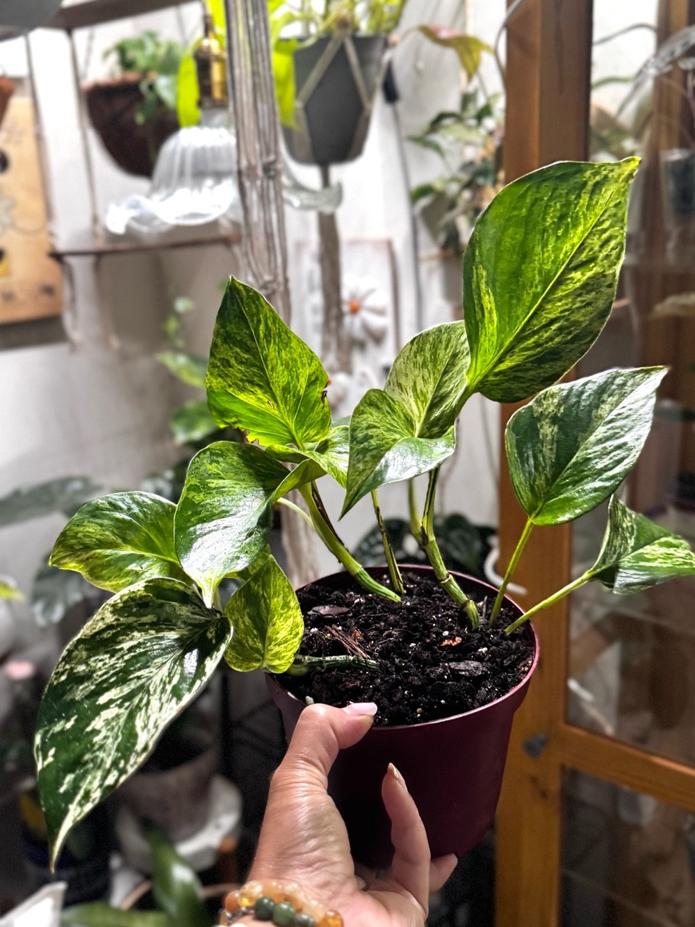 Marble Queen Pothos Plant - Bright Green & Cream Leaves
